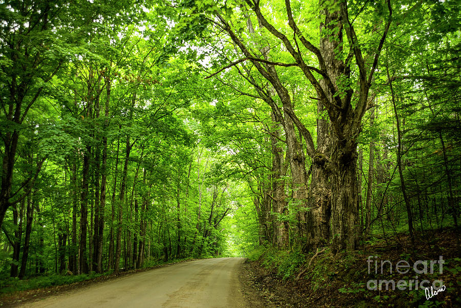 Landscape Photograph - Summer Road by Alana Ranney