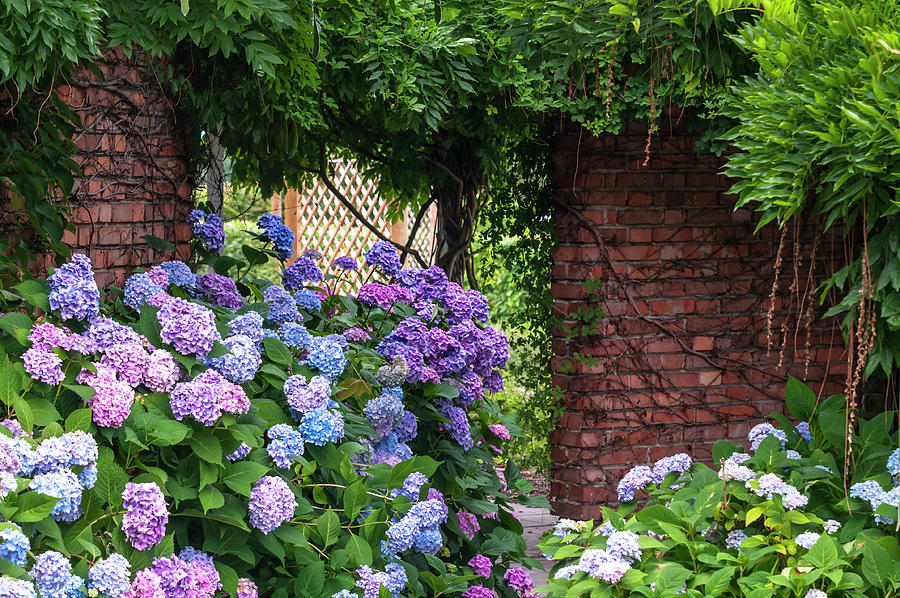 Summer Romantic Gardens 1 Photograph by Jenny Rainbow