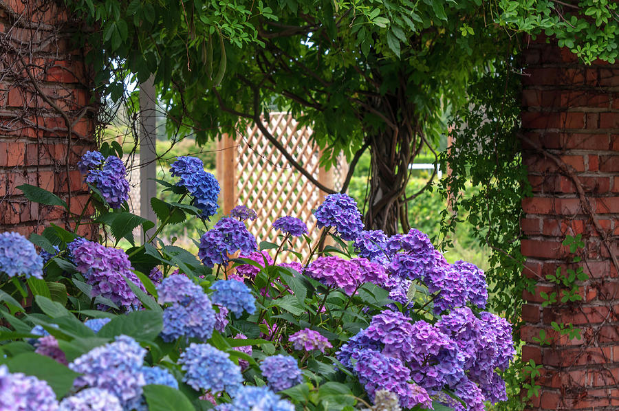 Summer Romantic Gardens 2 Photograph by Jenny Rainbow