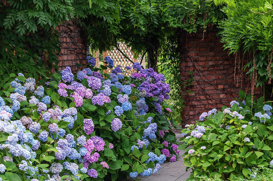 Summer Romantic Gardens Photograph by Jenny Rainbow