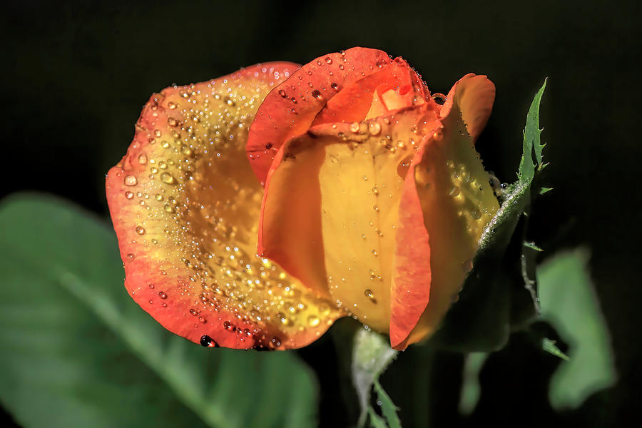Rose Photograph - Summer Rose Bud by Donna Kennedy