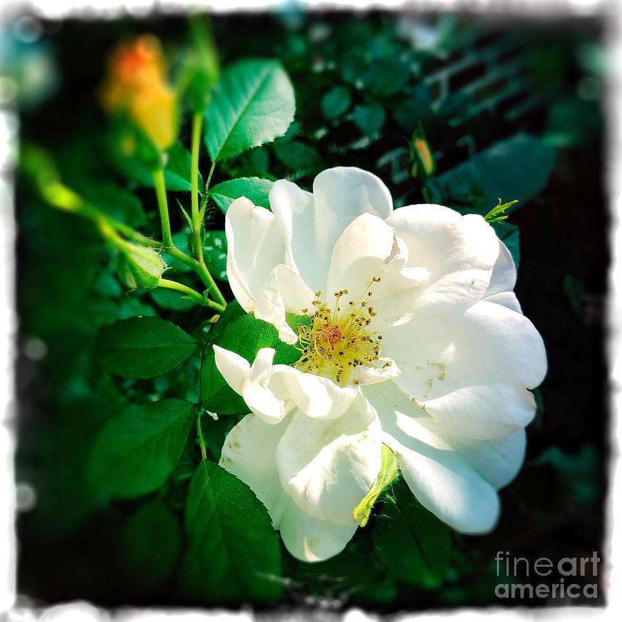 Summer Rose Photograph by Miriam Danar