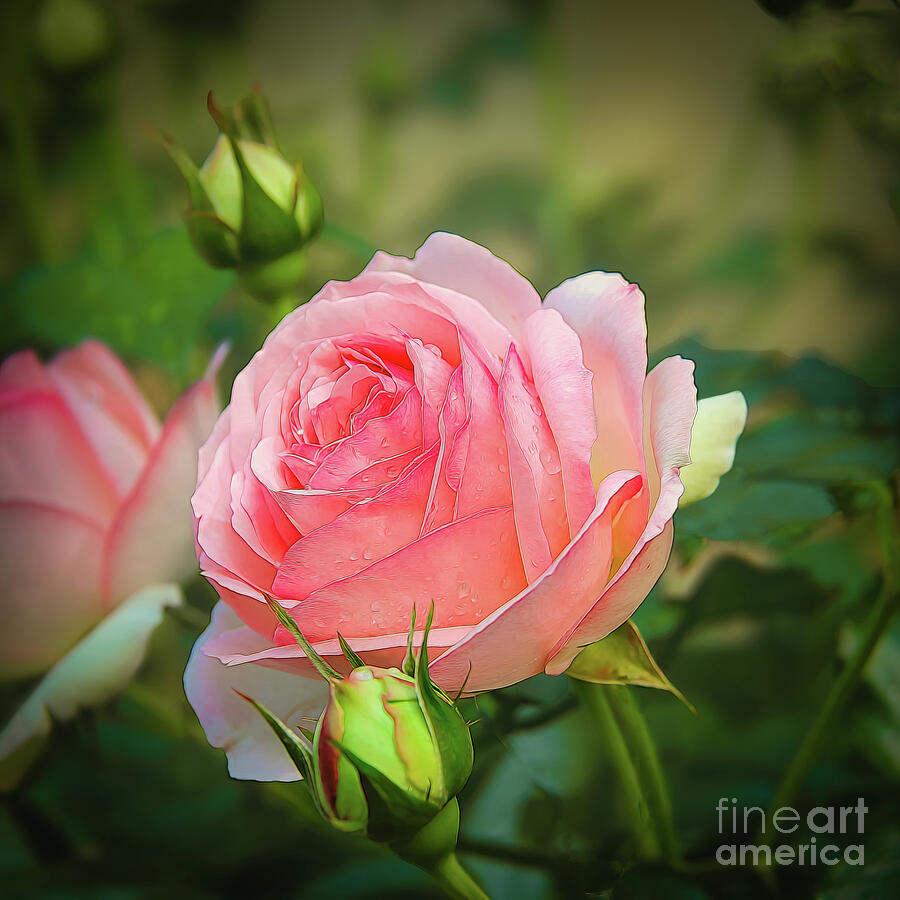 Summer Rose Photograph by Shelia Hunt