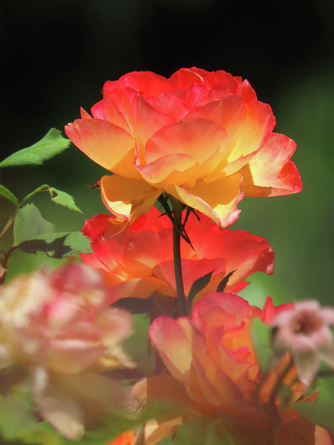 Favorite Summer Roses - Images from the Garden - Flower Photography - Roses Photograph by Brooks Garten Hauschild