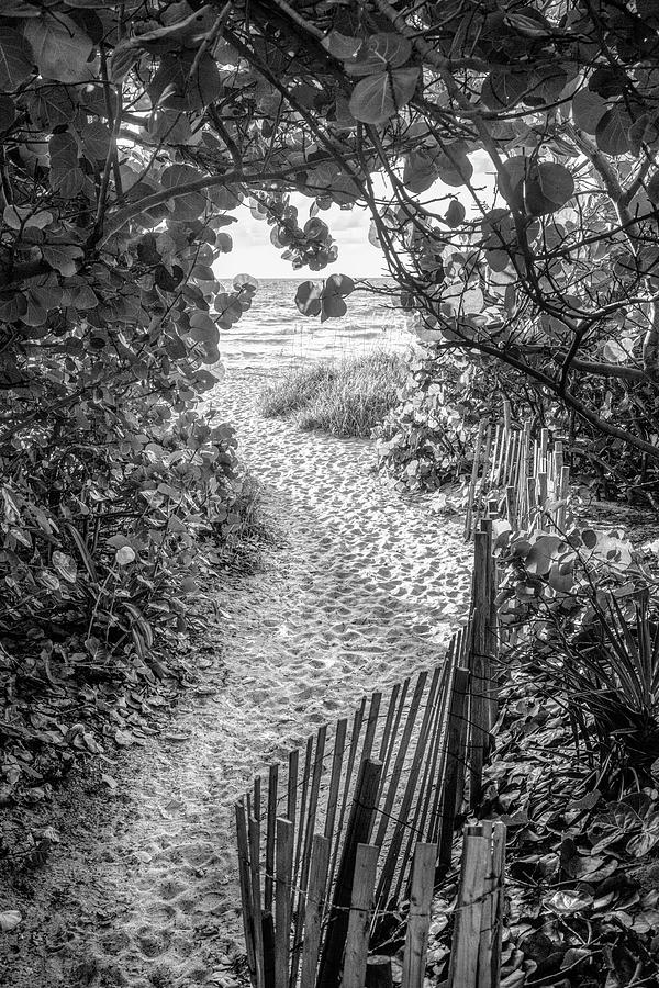Summer Sand Dunes Black and White Photograph by Debra and Dave Vanderlaan