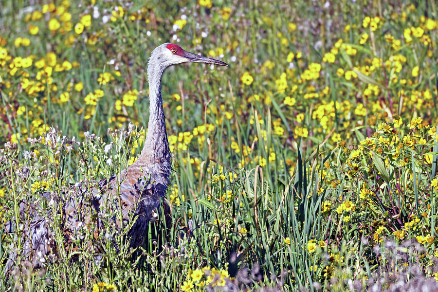 Flower Photograph - Summer Sandhill Crane  by Natural Focal Point Photography