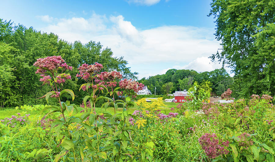 summer scene of rural Vermont  Photograph by Ann Moore