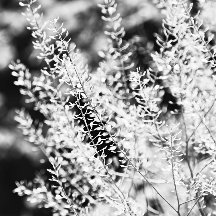Summer Seeds Black and White Squared Photograph by Gaby Ethington