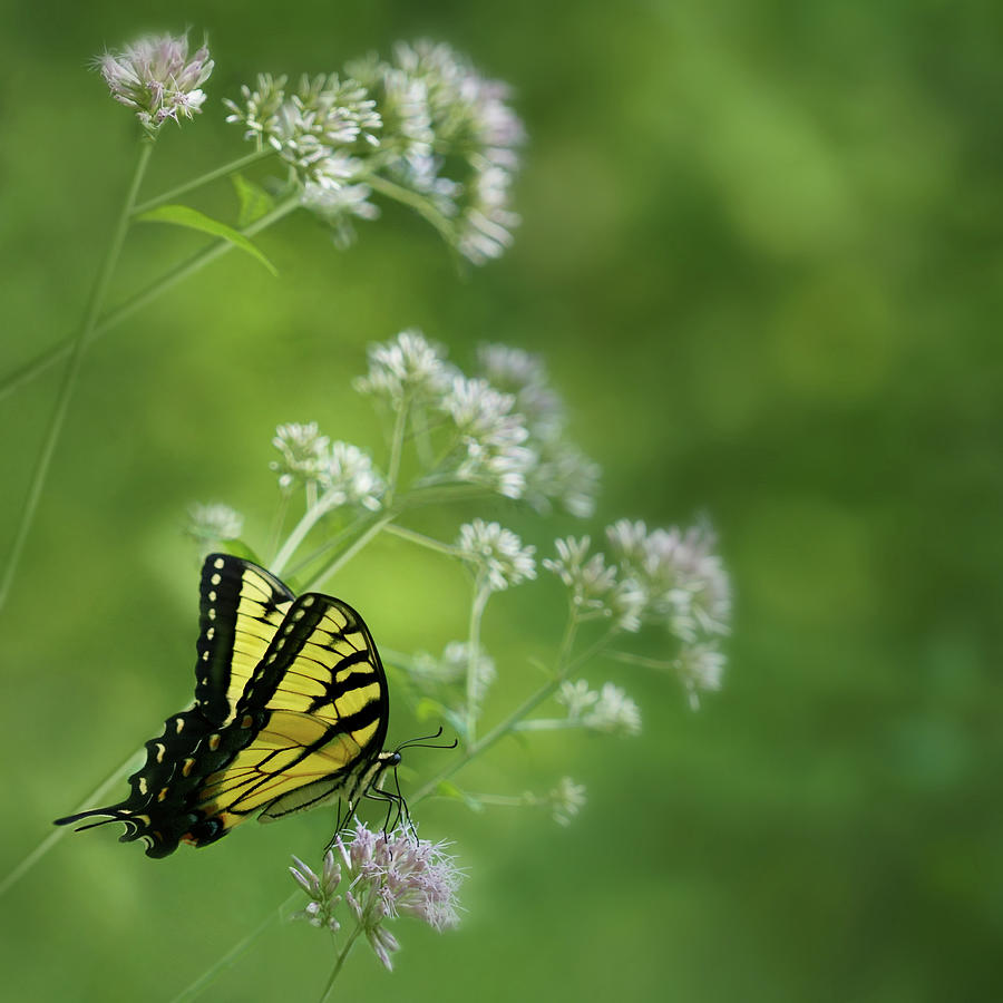 Summer Silence - Swallowtail Photograph by Nikolyn McDonald