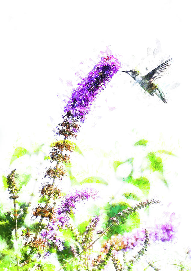 Summer Sips - Hummingbird Art Photograph