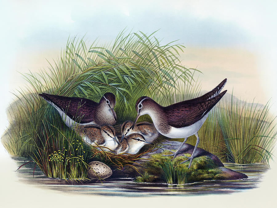 Summer Snipe, Actitis Hypoleucos Bird Print, John Gould, Hc Richter, Birds Of Great Britain Painting