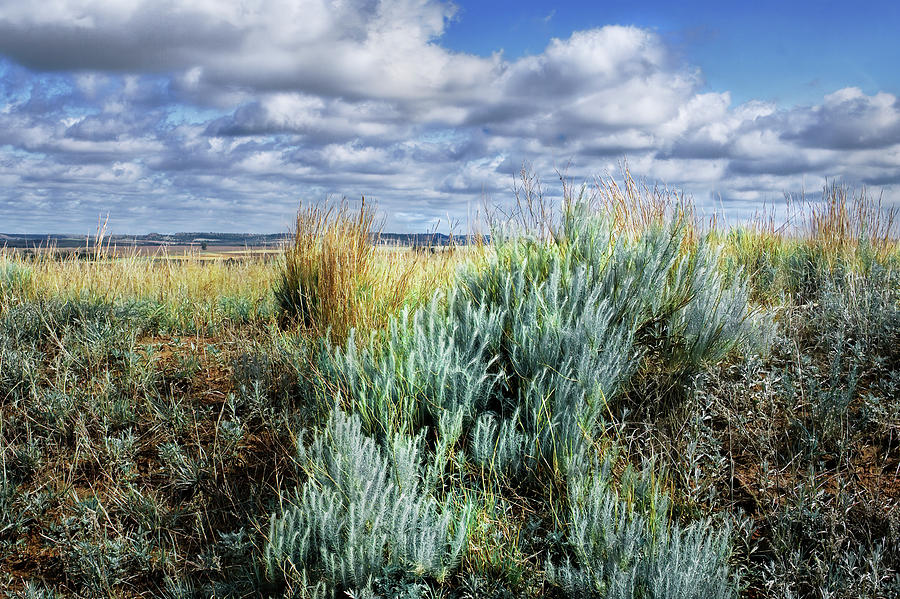 Summer Solitude On The Plains - Prairie Sage Grass  Photograph by Ann Powell