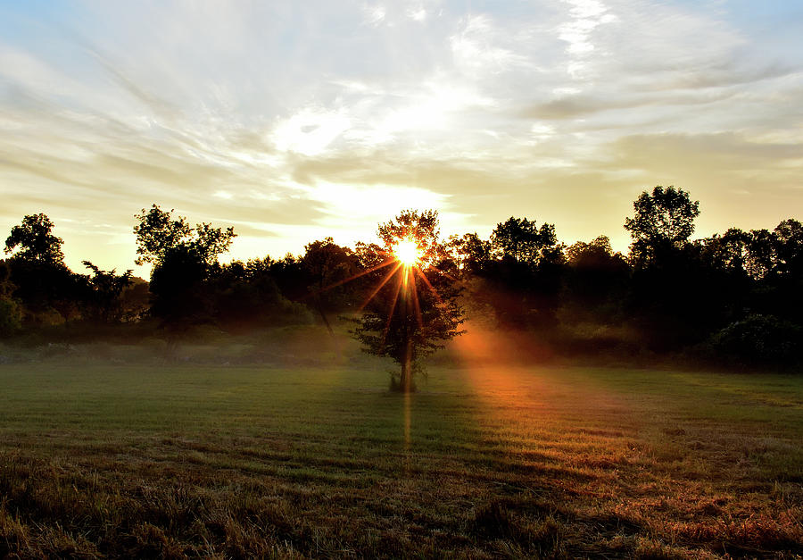 Summer Solstice Tree Photograph by Alicia-Marie Lavoie | Fine Art America