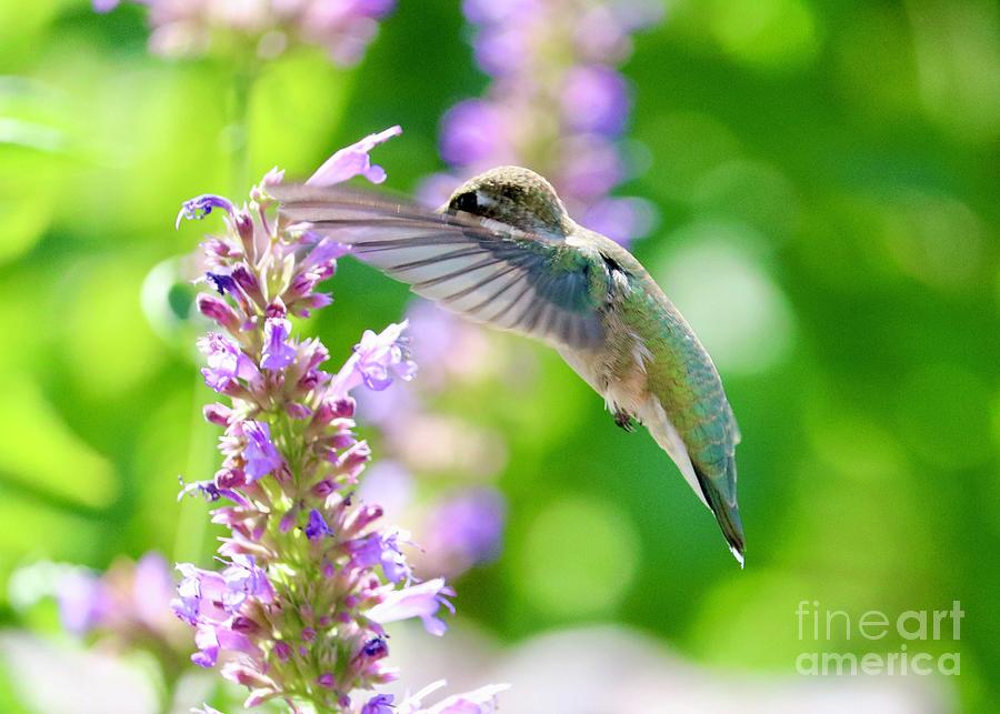 Summer Sparkle Hummingbird Photograph by Carol Groenen