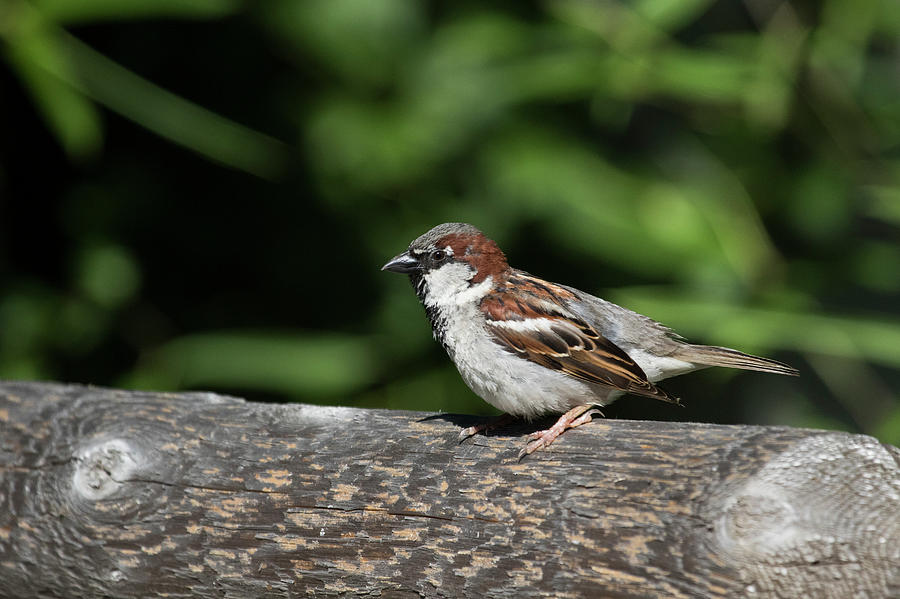 Summer Sparrow Photograph by Karol Livote