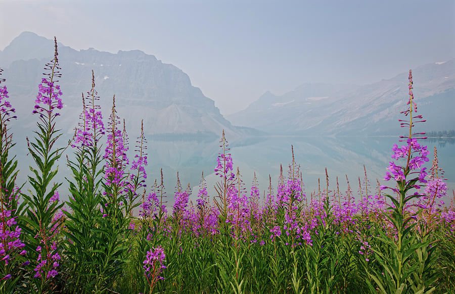 Summer Splendor at Bow Lake Photograph by Dan Jurak