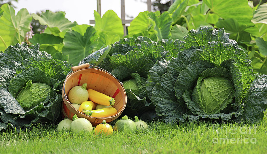 Summer Squash and Savoy Cabbage Harvest 2331 Photograph by Jack Schultz