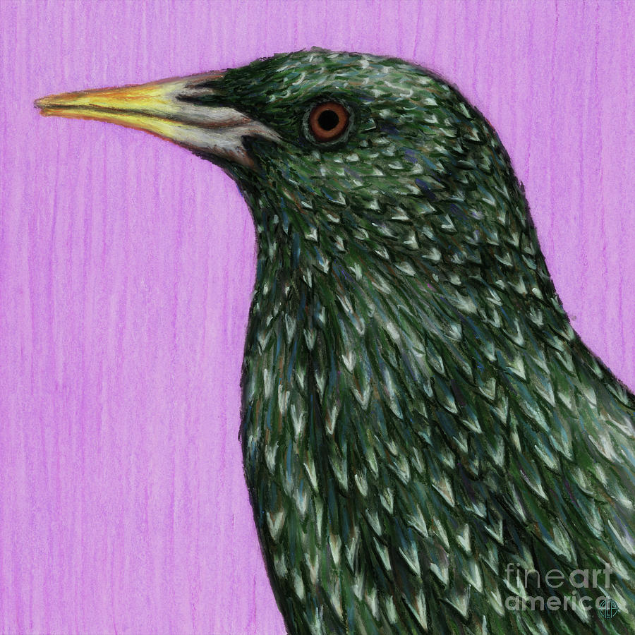 Summer Starling Painting by Amy E Fraser