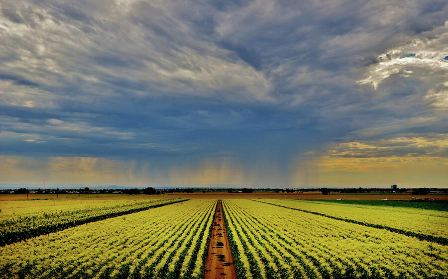 Summer Storm on the Corn Field Photograph by Marilyn MacCrakin