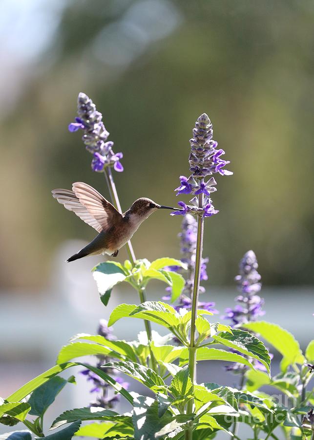 Summer Sun Hummingbird Photograph by Carol Groenen