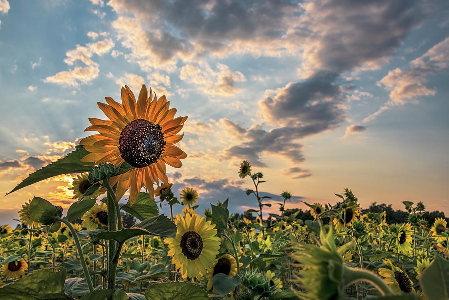 Flower Photograph - Summer Sunflower 1 by Robert Fawcett