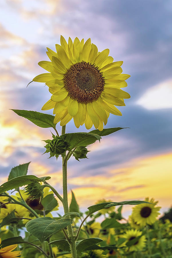 Summer Sunflower 2 Photograph by Robert Fawcett