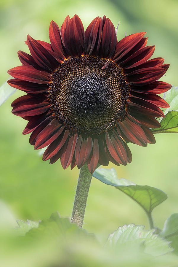 Summer Sunflower 3 Photograph by Robert Fawcett