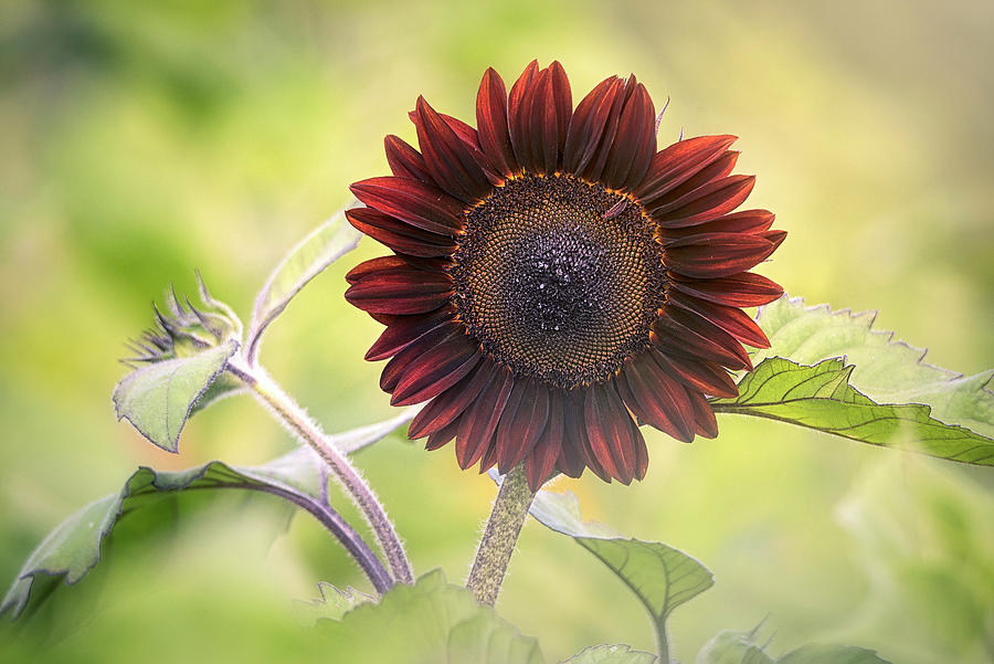 Summer Sunflower 4 Photograph by Robert Fawcett