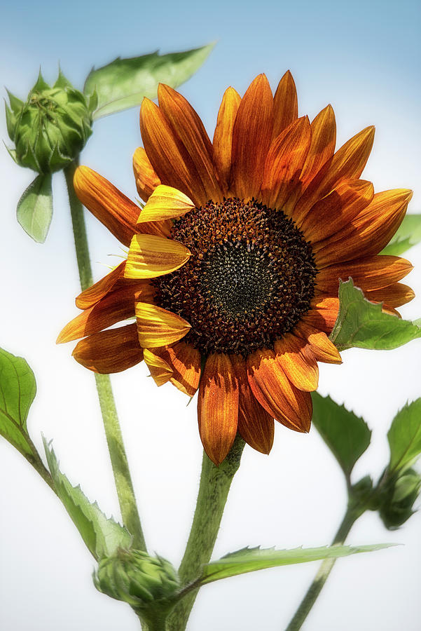 Summer Sunflower 5 Photograph by Robert Fawcett