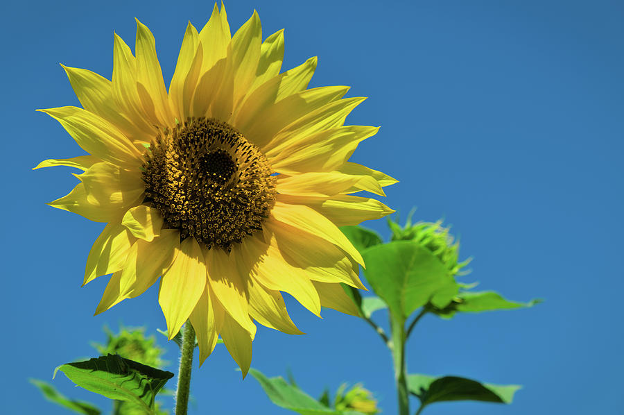 Sunflower Photograph - Summer Sunflower by Angelo DeVal