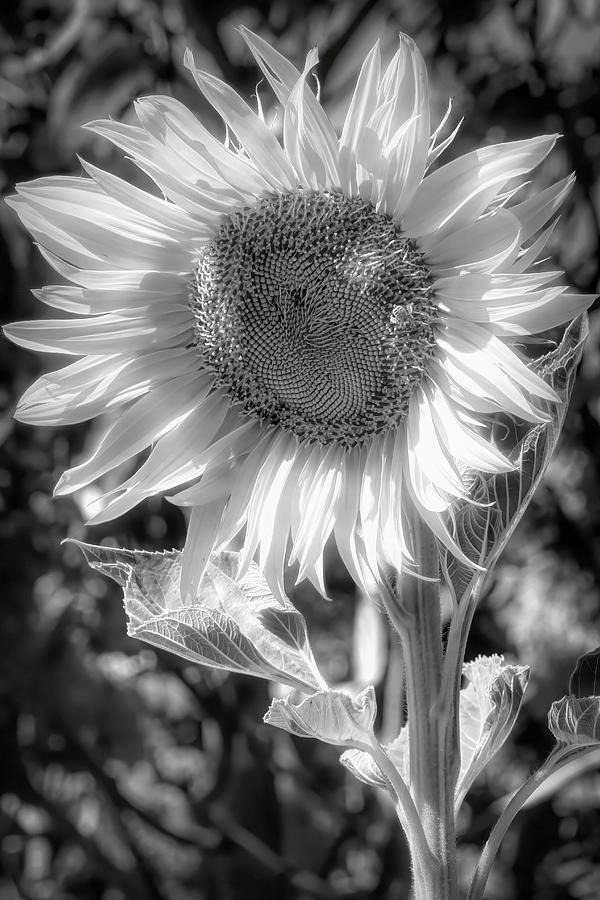 Sunflower Photograph - Summer Sunflower B W by Donna Kennedy