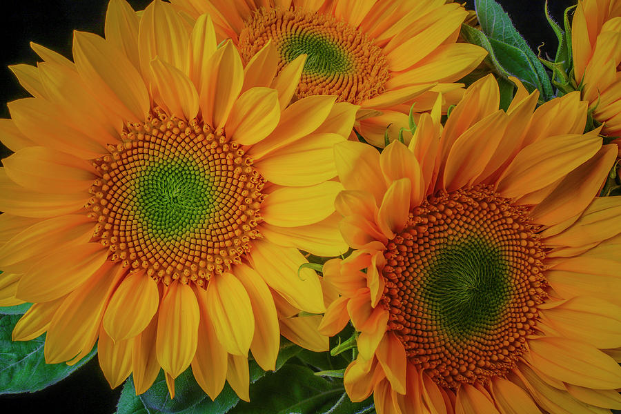 Summer Sunflower Bouquet Photograph by Garry Gay