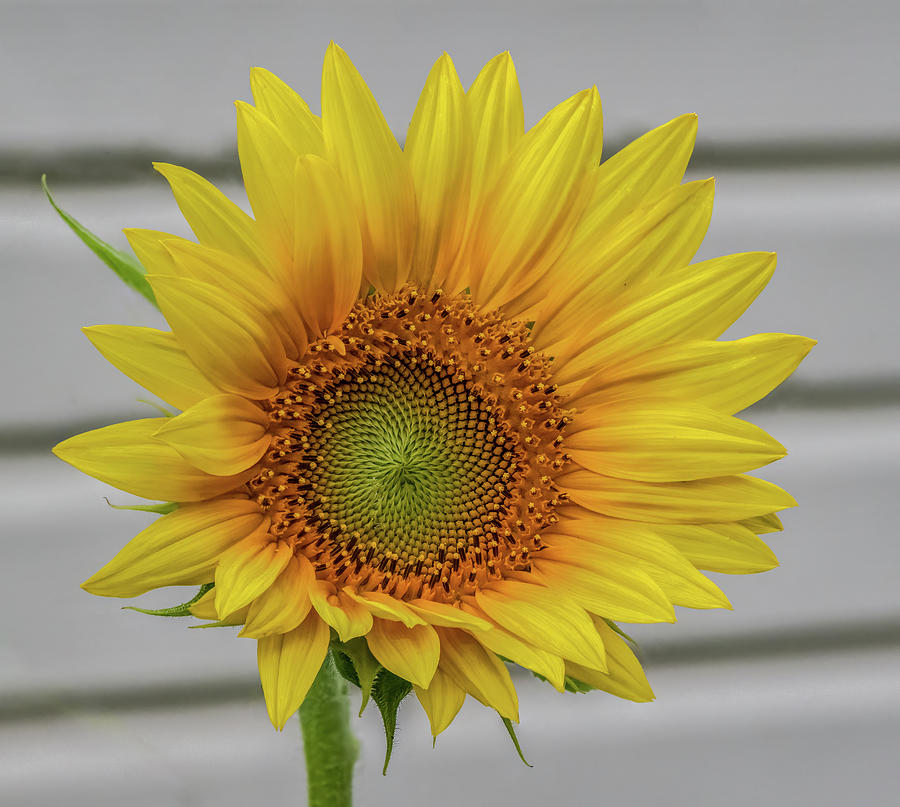 Summer Sunflower Photograph by Brian Shoemaker