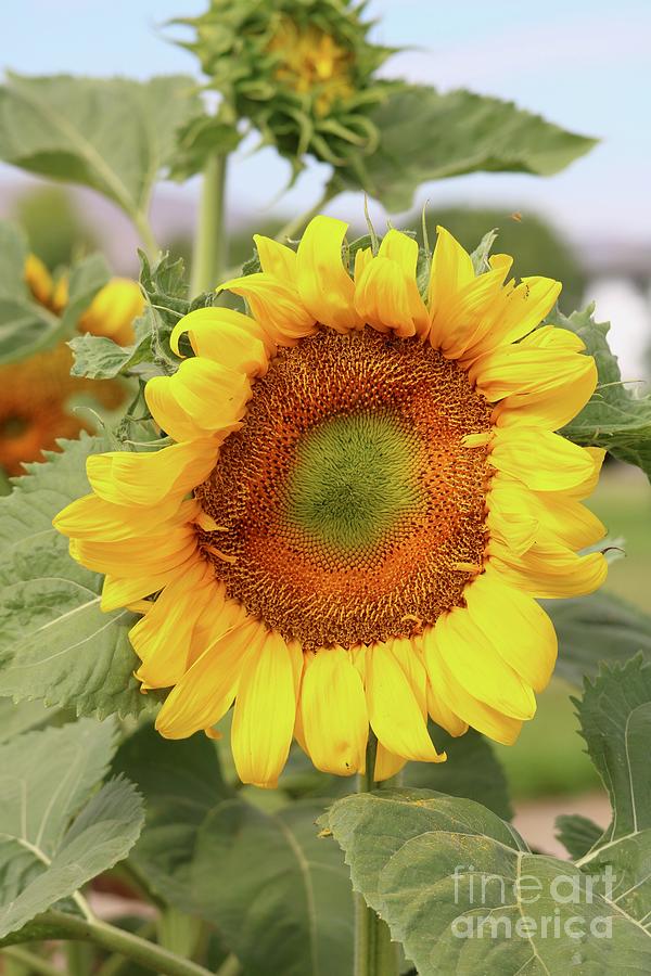 Summer Sunflower Photograph by Carol Groenen