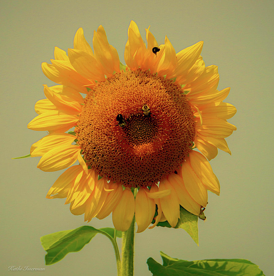 Summer Sunflower Photograph by Kathi Isserman