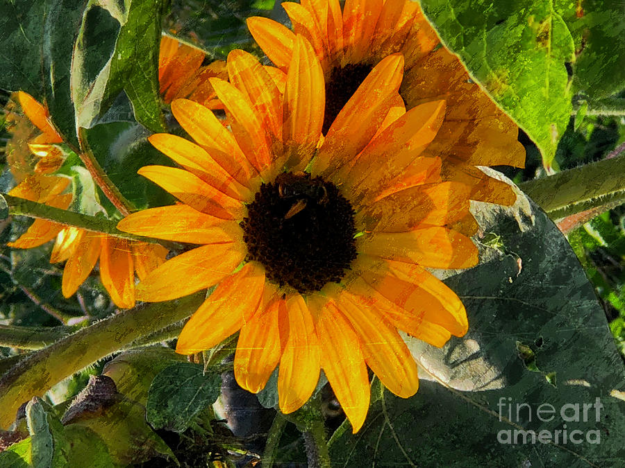 Summer Sunflower Photograph by Luther Fine Art