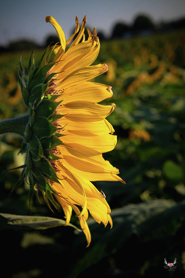 Summer Sunflower Photograph by Pam Rendall
