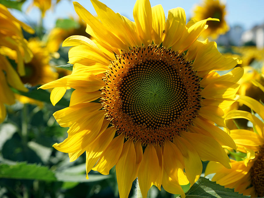 Summer Sunflower Photograph by Richard Reeve