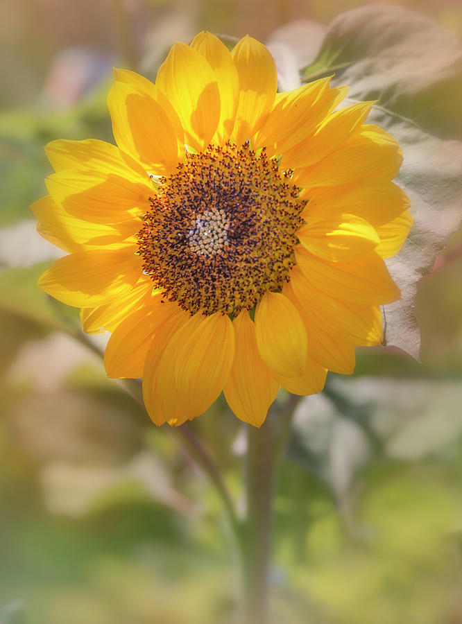 Summer Sunflower Photograph by Teresa Wilson