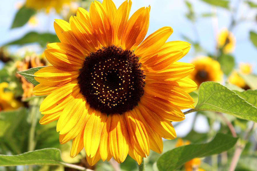 Summer sunflower Photograph by Vesna Martinjak
