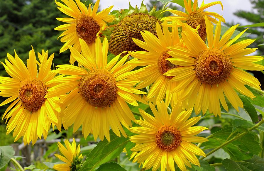 Summer Sunflowers Photograph by Lynn Hunt