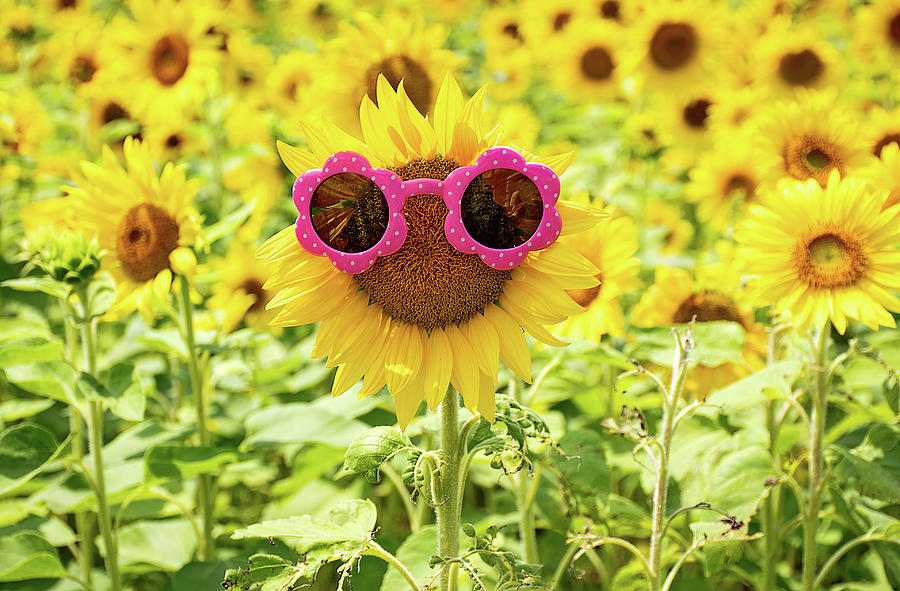 Summer Sunflowers Photograph By Maria Dryfhout Fine Art America