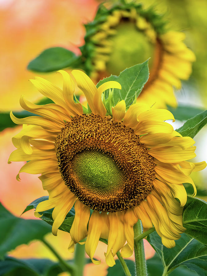 Summer Sunflowers Photograph by Rachel Morrison