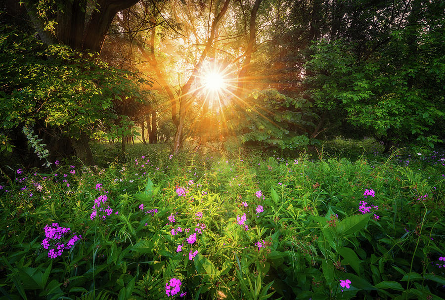 Summer Sunrise in Forest Photograph by Henry w Liu