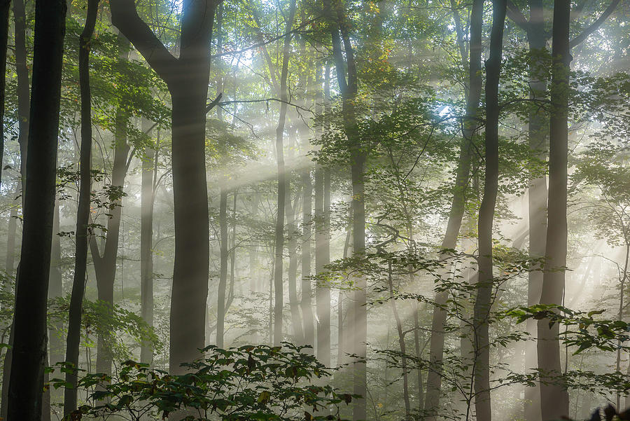 Summer Sunrise in the Forest Photograph by Clare Kaczmarek - Fine Art ...