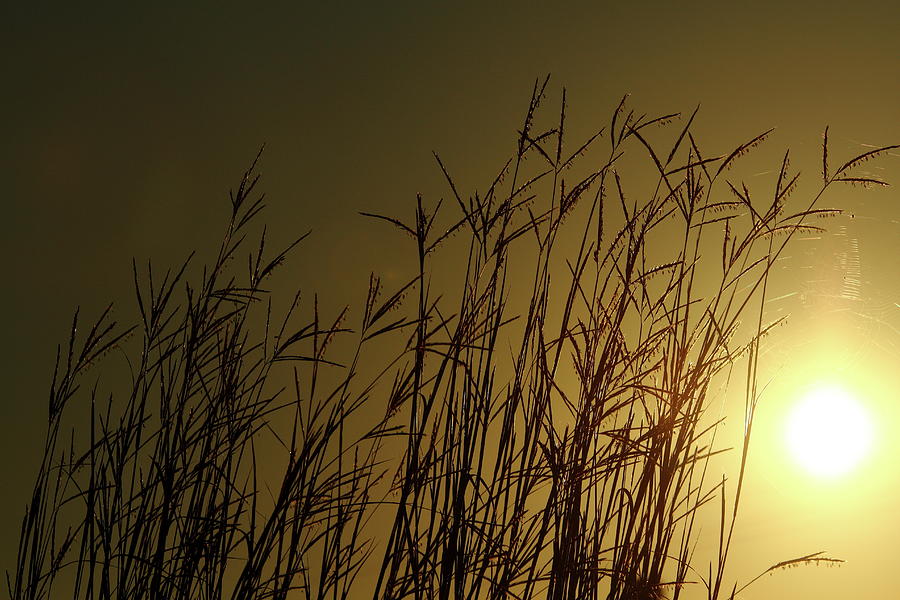 Summer Sunrise Photograph by Lens Art Photography By Larry Trager