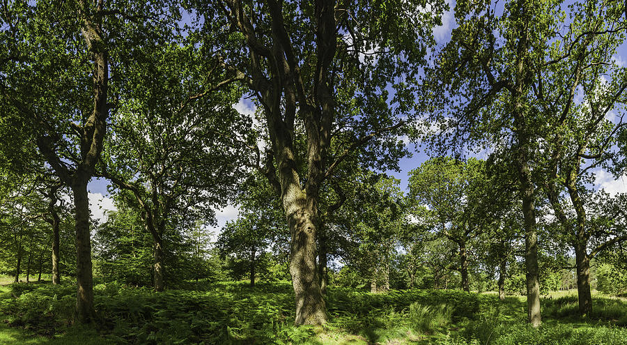 Summer sunshine in green oak forest idyllic woodland Photograph by fotoVoyager