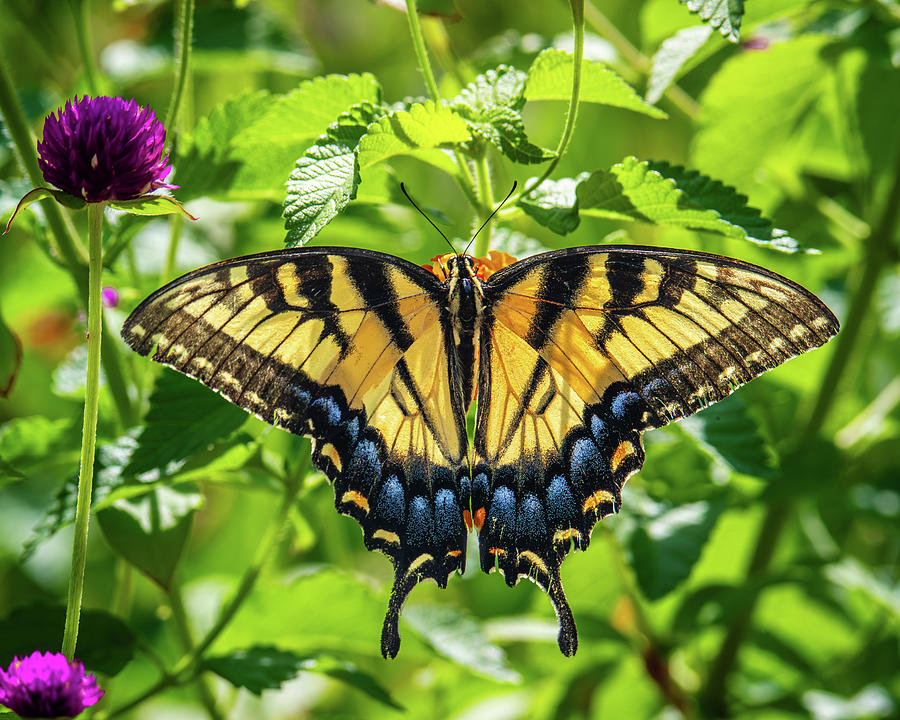 Summer Swallowtail in a Garden Photograph by Rachel Morrison