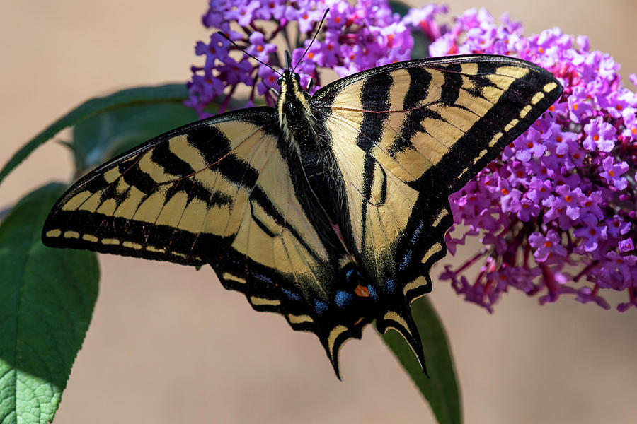 Summer Swallowtail Photograph by Robert Potts