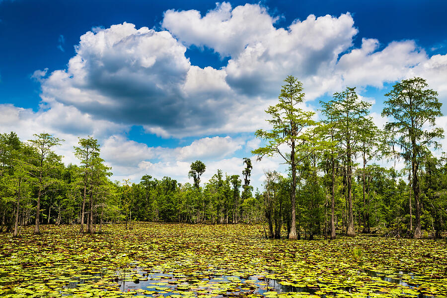 Summer swamp scene with cypress trees and blooming lilly pads Photograph by Robert Hainer